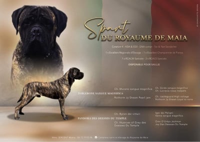 Étalon Cane Corso - Spart du Royaume de Maia