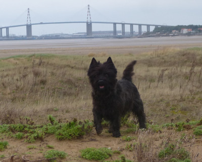 Étalon Cairn Terrier - CH. Trio d'enfer du Moulin de Mac Grégor