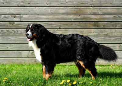 Étalon Bouvier Bernois - Rien que ohana du royaume des reves