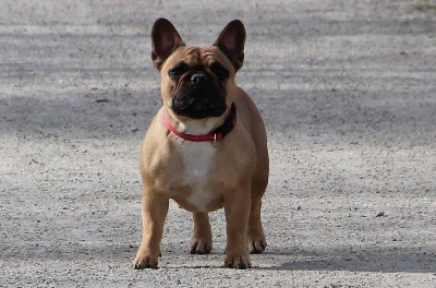 Étalon Bouledogue français - Rita ora Passione Della Vita