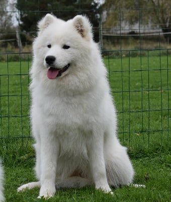 Étalon Samoyède - Take my breath away top gun Of Baiwells Royal Aussies