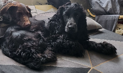 Étalon Cocker Spaniel Anglais - snoopy's Philou