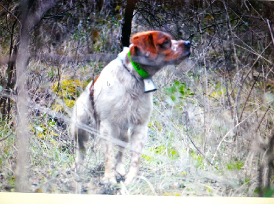 Étalon Epagneul Breton - CH. Oro de La Fageda