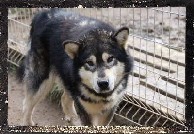 Étalon Alaskan Malamute - Simba Des guerriers chippewas