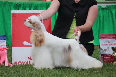 Étalon American Cocker Spaniel - CH. tsvetnaja mechta Jasmine flower