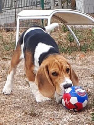 Étalon Beagle - Toscan De La Magie De L'Argoat