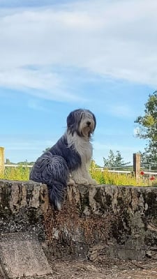 Étalon Bearded Collie - Pixy Du Mas De L'Oisonnière