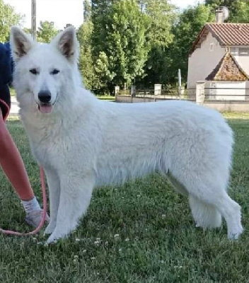 Étalon Berger Blanc Suisse - Sweetie girl 