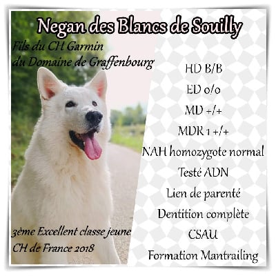 Étalon Berger Blanc Suisse - Negan Des Blancs De Souilly