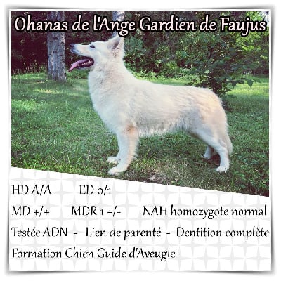 Étalon Berger Blanc Suisse - Ohanas de l'ange Gardien de Faujus