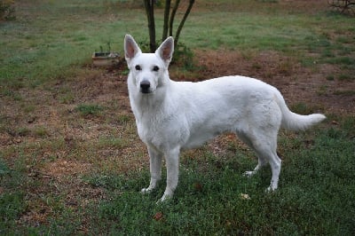 Étalon Berger Blanc Suisse - Opale (Sans Affixe)