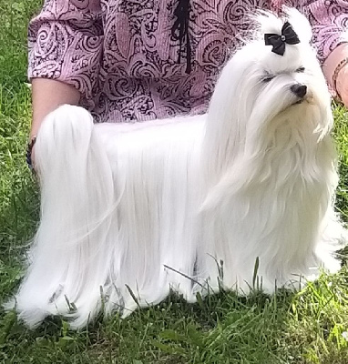 Étalon Bichon maltais - CH. Romy moon star de l adoree peneloppe