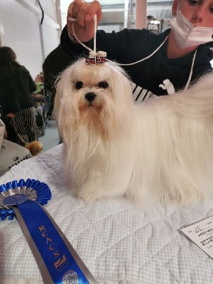 Étalon Bichon maltais - CH. Raiponce du domaine de l'Aristochien