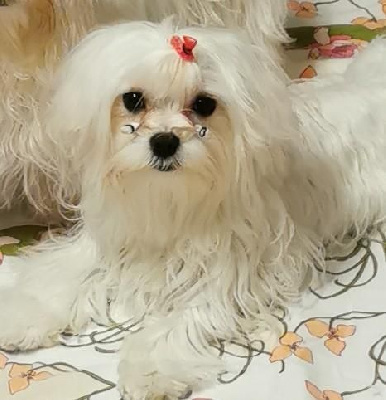 Étalon Bichon maltais - Rayonne du domaine de l'Aristochien