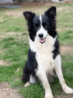 Étalon Border Collie - singular's fair play Sheer delight