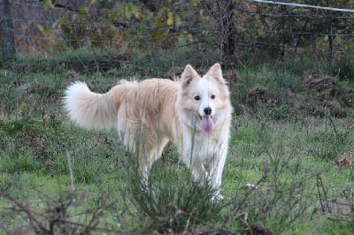 Étalon Border Collie - sparky dogs border collies Goldrake