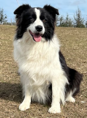 Étalon Border Collie - Revelation of anarchy Des Bergers des Mille et Une Nuit