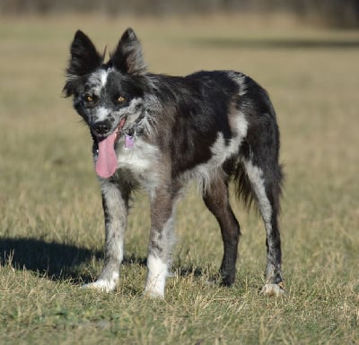 Étalon Border Collie - Lytoux's Spirit Rocket