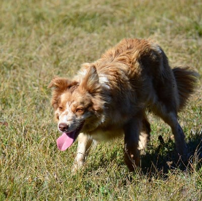 Étalon Border Collie - Lytoux's Spirit Run