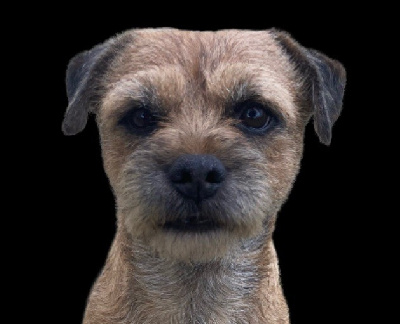 Étalon Border Terrier - Messidor Holystone