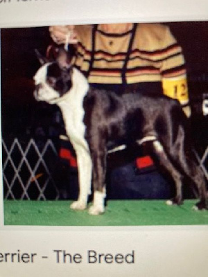 Étalon Boston Terrier - CH. Just legend Des gardiens du bois clerbault