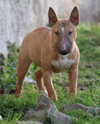 Étalon Bull Terrier Miniature - (Sans Affixe) R'juanita du paradis de dzeus