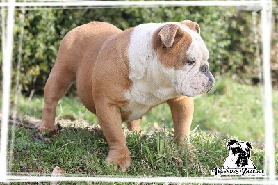 Étalon Bulldog Anglais - O'psylo Des legendes de zazelle