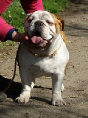 Étalon Bulldog Anglais - mon-bourgeoi Jivaya legenda daria