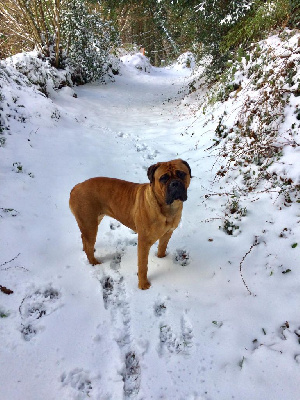 Étalon Bullmastiff - Poppy des perles noires de Beaume