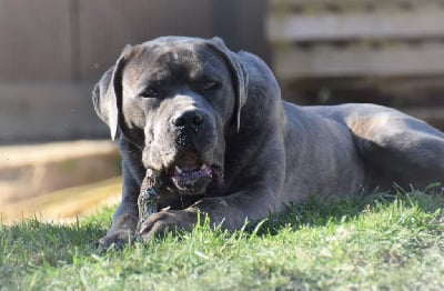 Étalon Cane Corso - Zara deminiko vittoria casa