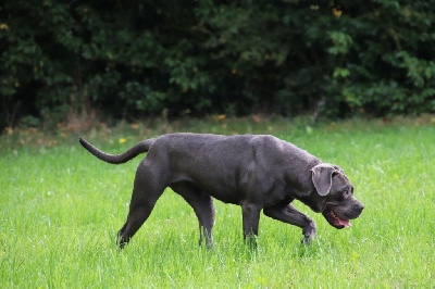 Étalon Cane Corso - Siam des Reflets de la Calabre