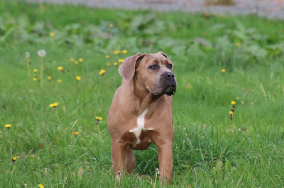 Étalon Cane Corso - Rejane Des Seigneurs De Sparte