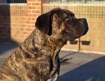 Étalon Cane Corso - spiritguardian of dreams Nunzio