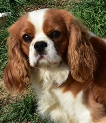 Étalon Cavalier King Charles Spaniel - Scott De la combe berail