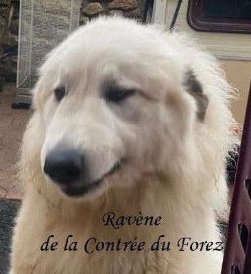 Étalon Chien de Montagne des Pyrenees - Ravène De La Contrée Du Forez