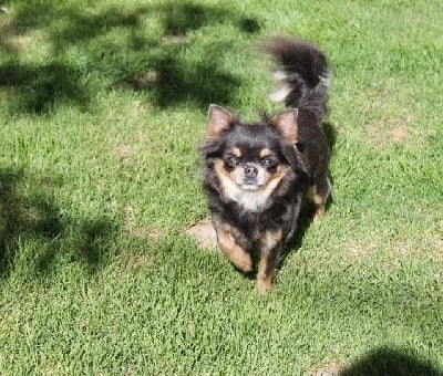 Samara Du Diamant Des Neiges