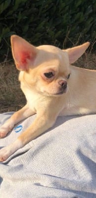 Étalon Chihuahua - Thalia (Sans Affixe)