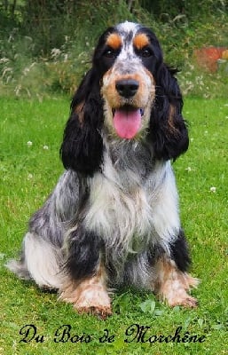 Étalon Cocker Spaniel Anglais - Ramen du bois de Morchène