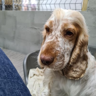 Étalon Cocker Spaniel Anglais - Polly Des marais de courmont