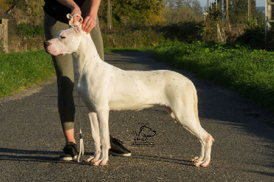 Étalon Dogo Argentino - Takutea Du Domaine Des Temps Orageux