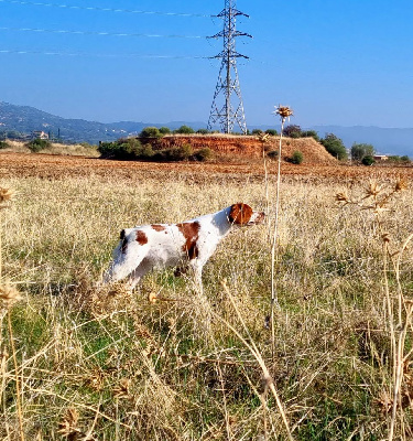Étalon Epagneul Breton - Troya De la plaine marat