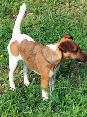Étalon Fox Terrier Poil lisse - Tenessee Des Crocs D'or De Pré