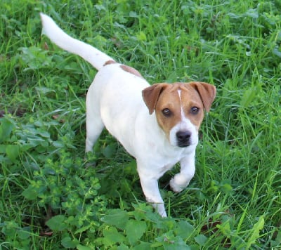 Étalon Jack Russell Terrier - Tess du creux du nant