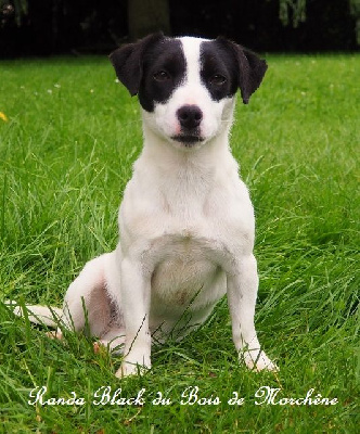 Étalon Jack Russell Terrier - Randa black du bois de Morchène