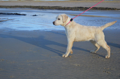 Étalon Labrador Retriever - star mit sharm Bugati dit reva