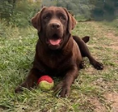 Étalon Labrador Retriever - Rosaly de Chantemelse