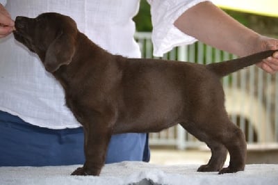 Étalon Labrador Retriever - Thank you de La légende de la loutre