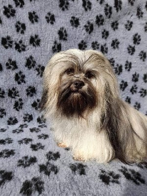 Étalon Lhassa Apso - Parker du Manoir de Luthece