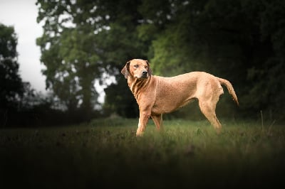 Étalon Rhodesian Ridgeback - Oliah Cosy Time