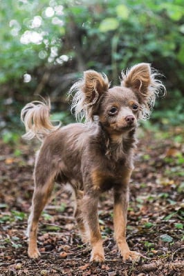 Étalon Russkiy Toy (Petit Chien Russe) - S'oliver (liver) De La Petite Rivagerie